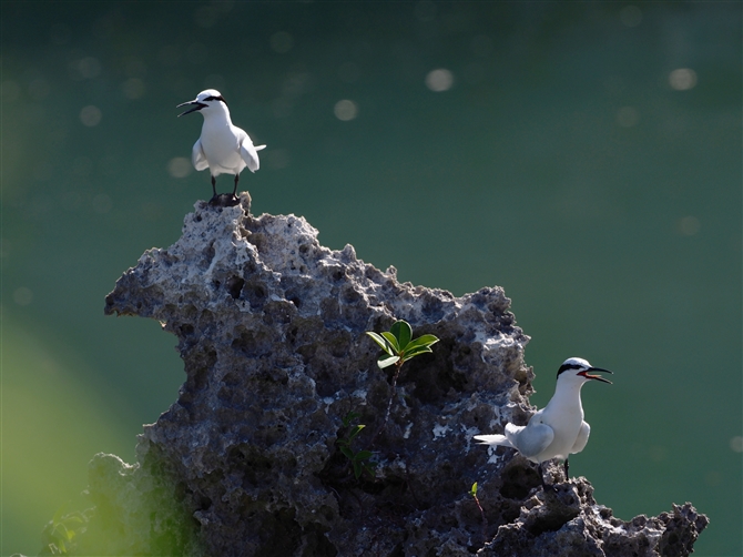 GOAWTV,Black-naped Tern